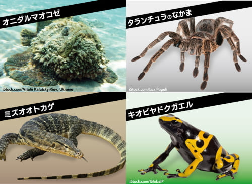 危険生物