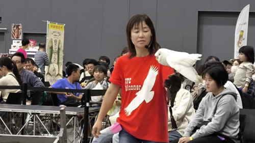 猛禽フライトショー