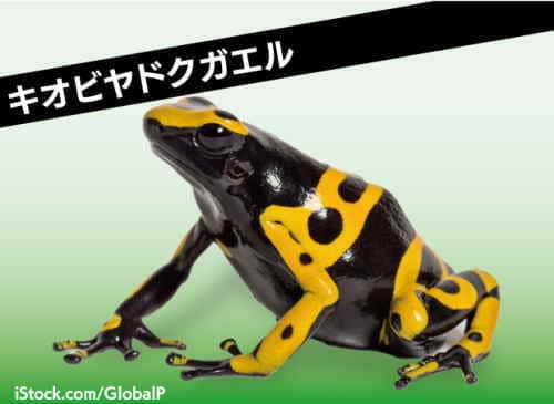 キオビヤドクガエル
